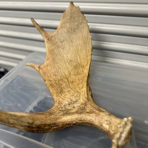 Moose 🫎 Antler 18 long x 17 wide